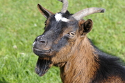 Capra hircus