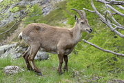 Capra ibex