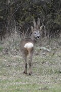Capreolus capreolus