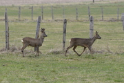 Capreolus capreolus
