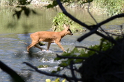 Capreolus capreolus