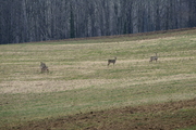 Capreolus capreolus