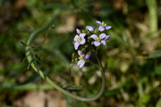 Cardamine pratensis
