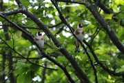 Carduelis carduelis