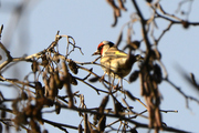 Carduelis carduelis