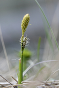 Carex caryophyllea