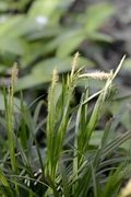 Carex hirta