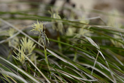 Carex humilis