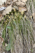 Carex humilis