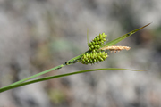 Carex pallescens