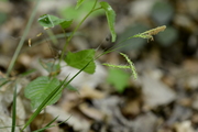 Carex sylvatica