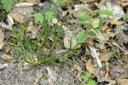 Carex sylvatica