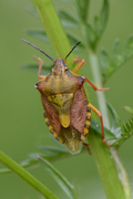 Carpocoris purpureipennis