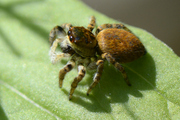 Carrhotus xanthogramma
