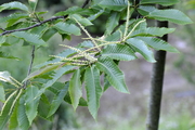Castanea sativa