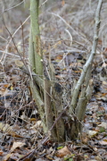 Castor fiber