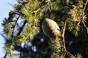 Cedrus libani