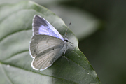 Celastrina argiolus