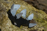 Celastrina argiolus
