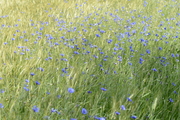 Centaurea cyanus