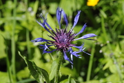 Centaurea montana
