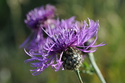 Centaurea scabiosa