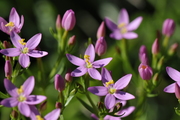 Centaurium erythraea