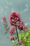 Centranthus ruber