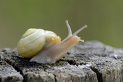 Cepaea hortensis