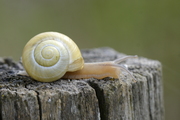 Cepaea hortensis