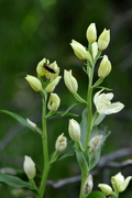 Cephalanthera damasonium