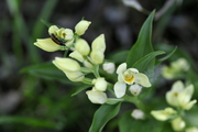 Cephalanthera damasonium