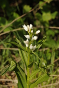 Cephalanthera longifolia