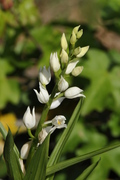 Cephalanthera longifolia