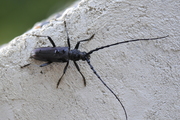 Cerambyx cerdo