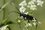 Cerambyx scopolii
