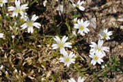 Cerastium arvense