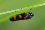 Cercopis intermedia