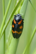 Cercopis sanguinolenta