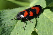 Cercopis vulnerata
