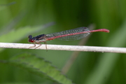 Ceriagrion tenellum