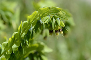 Cerinthe glabra