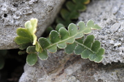 Ceterach officinarum