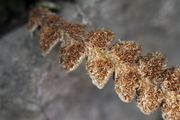 Ceterach officinarum