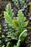 Ceterach officinarum