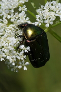 Cetonia aurata
