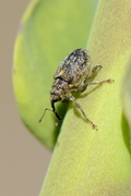 Ceutorhynchus pallidactylus