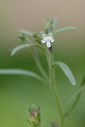 Chaenorhinum minus