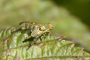 Chaetostomella cylindrica