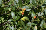 Chamaemespilus alpina